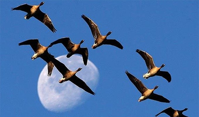 Đi săn ngỗng chạnh nghĩ tới người xa quê bên nhà