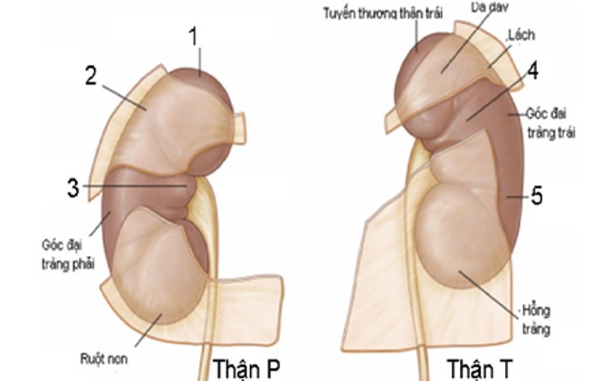 Suy tuyến thượng thận