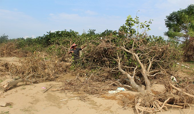 Tan hoang làng bưởi Phúc Trạch