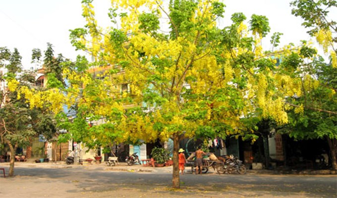 Thương lắm hoa muồng ơi