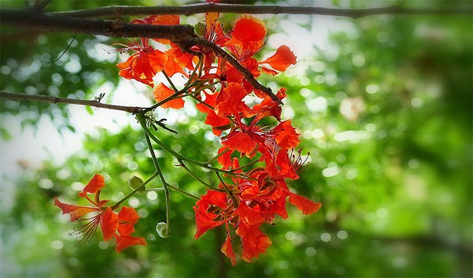 Nghĩ về việc trồng cây phượng trên phố