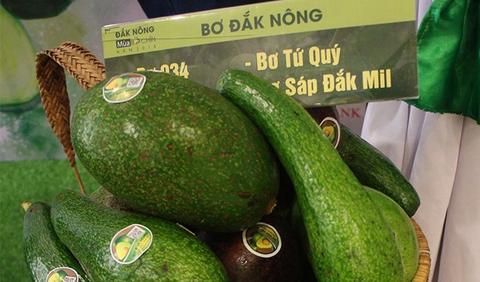 Hương vị bơ Ðắk Nông