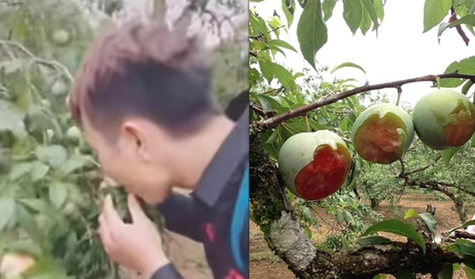 Trách và thương...