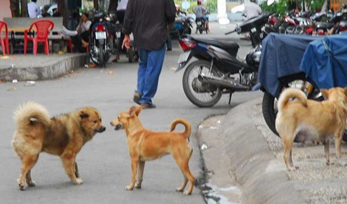 Phiền phức thú nuôi đô thị