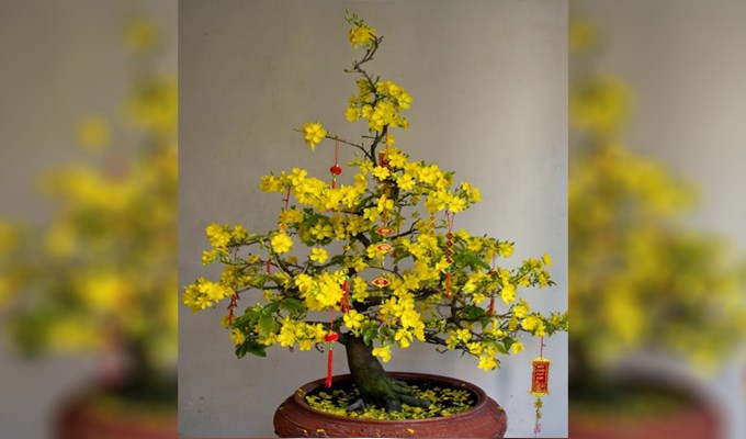 Cội mai ngày Xuân