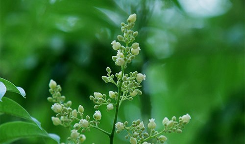 Hoa sấu  gọi hè về