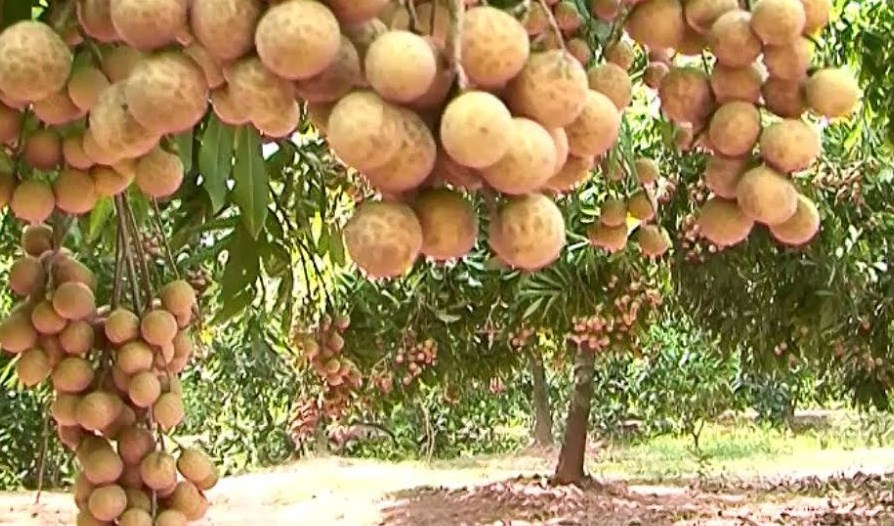 Vườn quê vương đầy hương nhãn