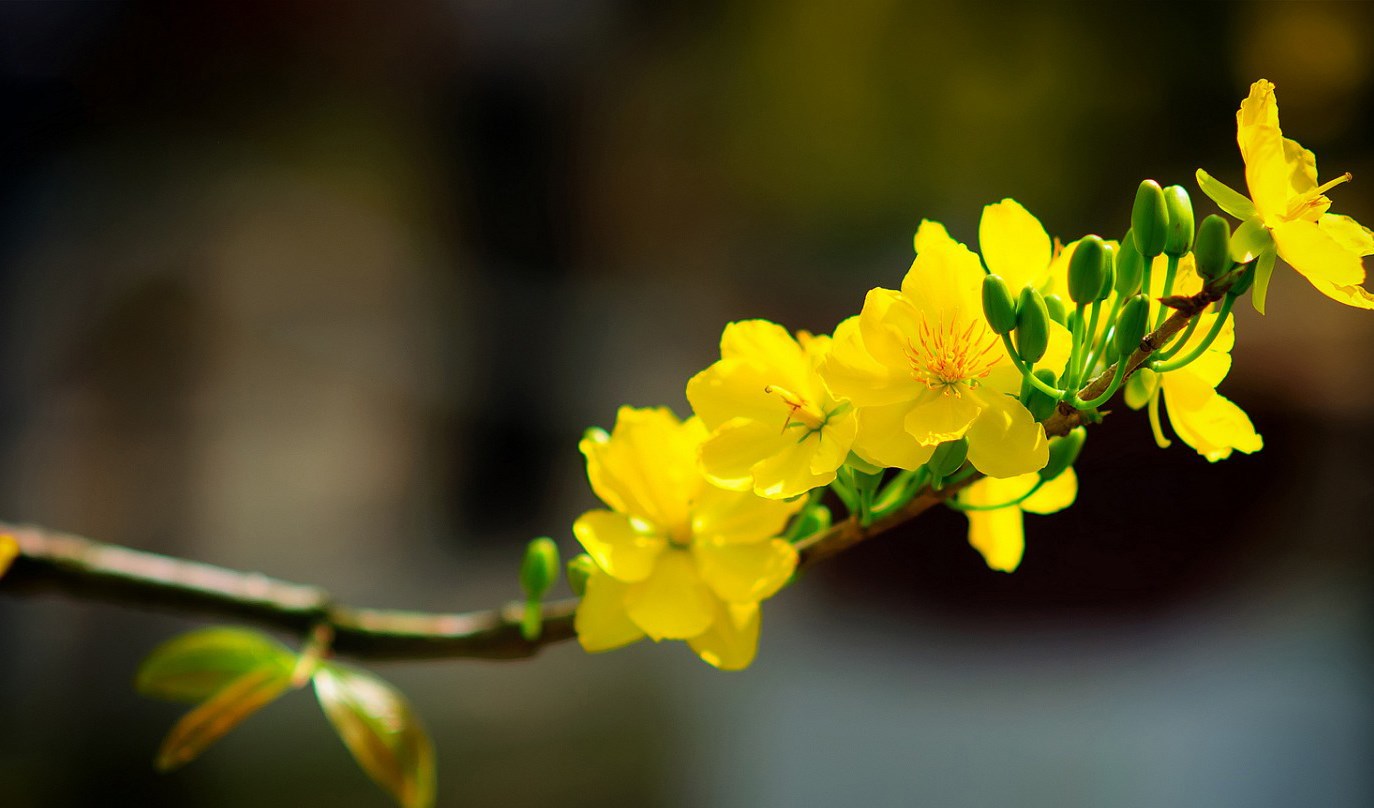 Xuân về nghĩ đến thời gian