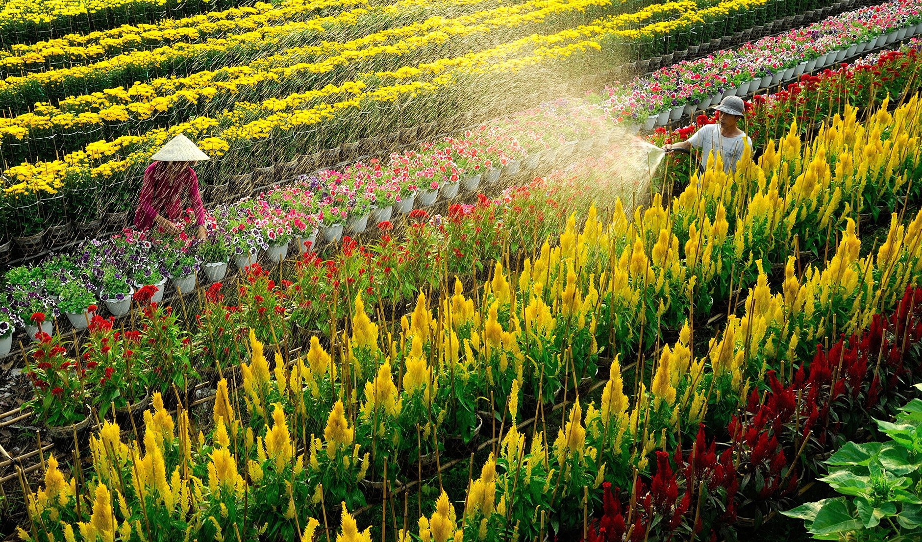 Hoa Tết “vượt khó” nhờ phương thức mới