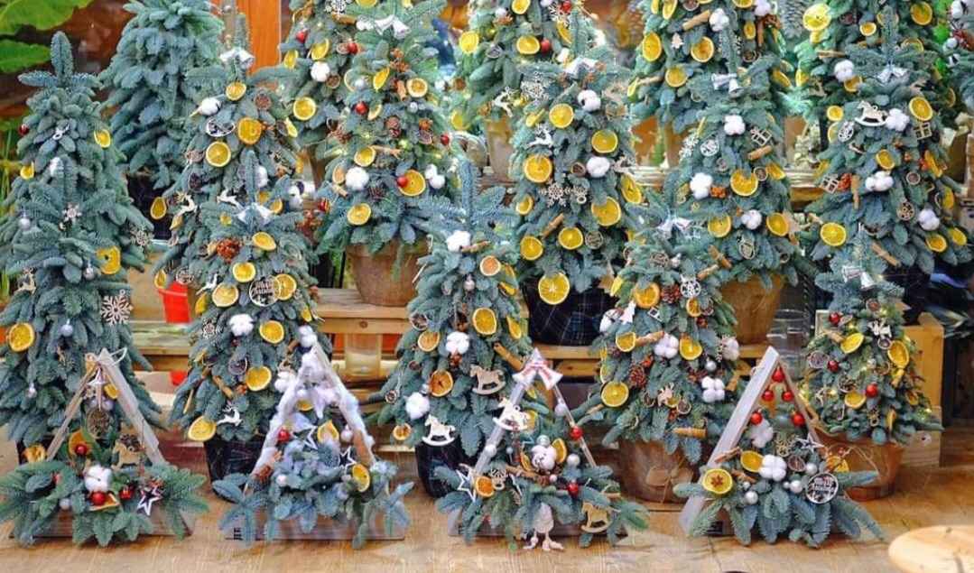 Chơi thông tươi Giáng Sinh