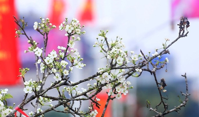 Tản mạn mùa xuân đô thị