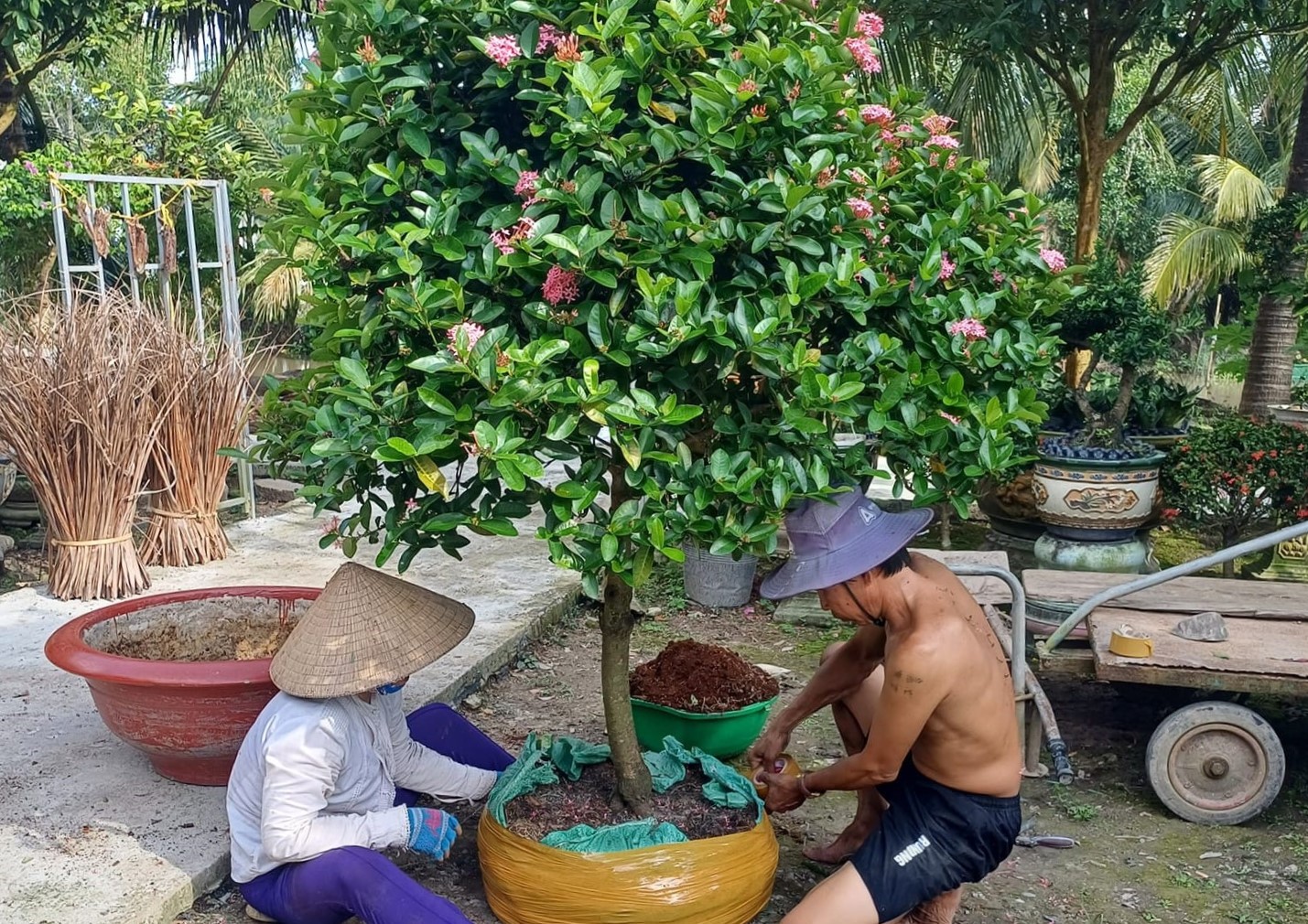 hoa tet 2.jpg (589 KB)