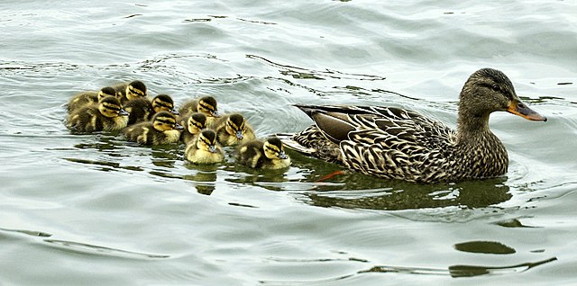 Momma_Duck_Leads_The_Way.jpg (64 KB)