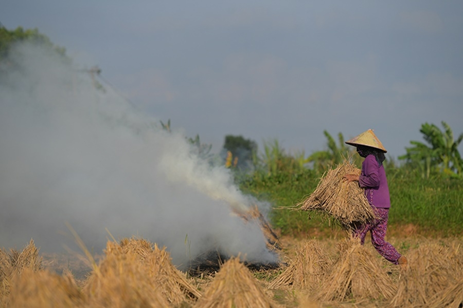 Ban đọc 2433 _Đốt rơm rạ sau thu hoạch ...jpg (203 KB)