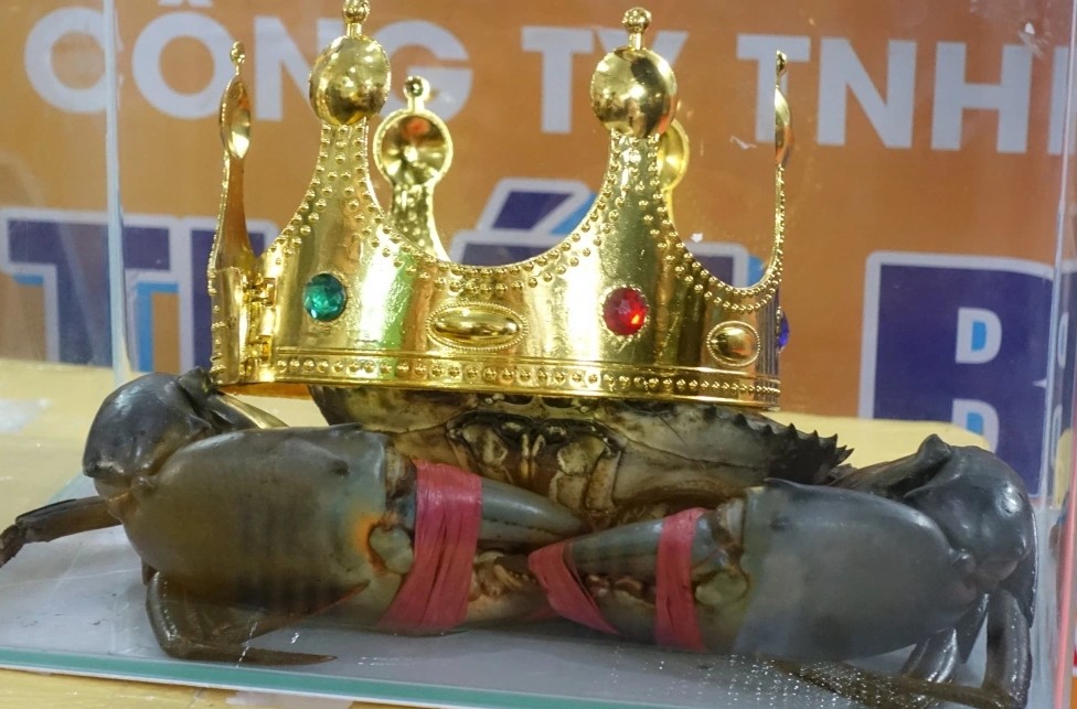 Cua biển quê tôi