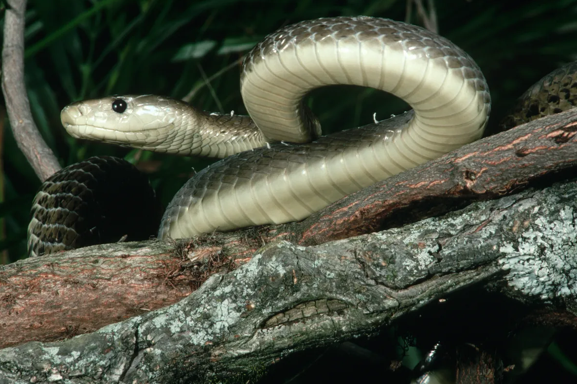 Black mamba.png (1.64 MB)