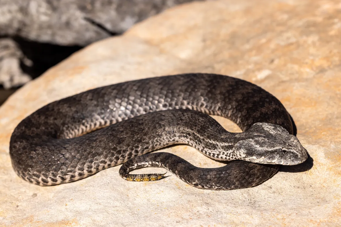 Common death adder.png (1.55 MB)