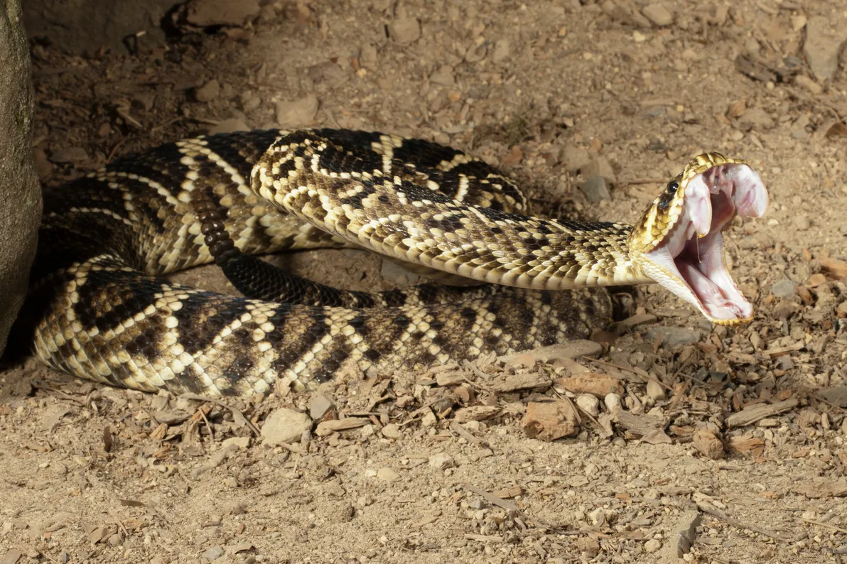 Eastern Diamondback Rattlesnake.png (2.09 MB)