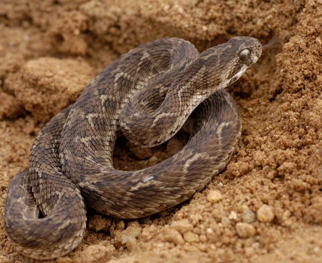 Echis_carinatus_sal.jpg (117 KB)