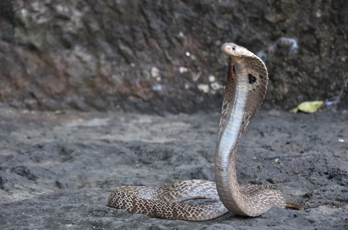 Indian cobra.png (1.32 MB)