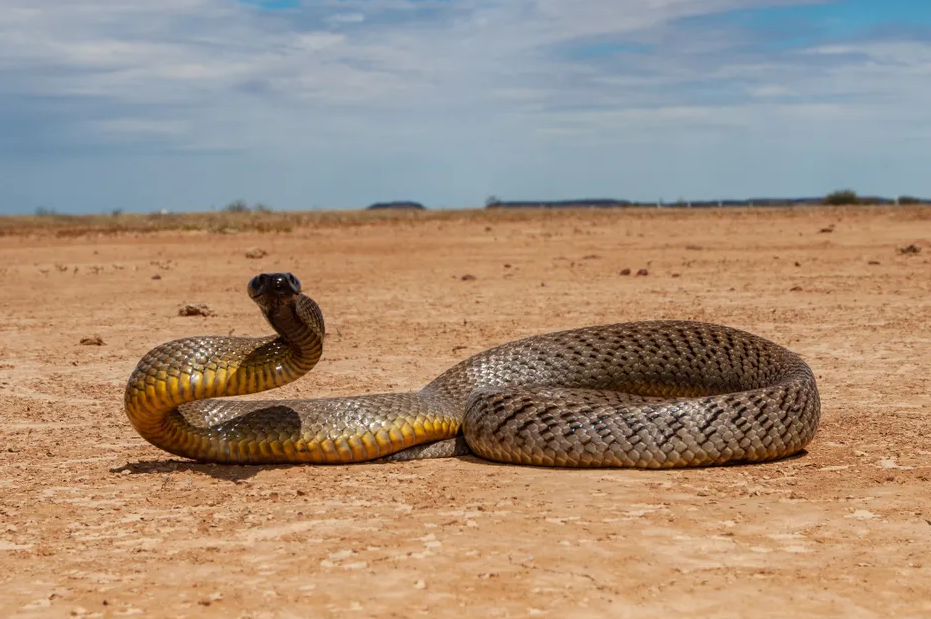 Inland taipan.png (839 KB)