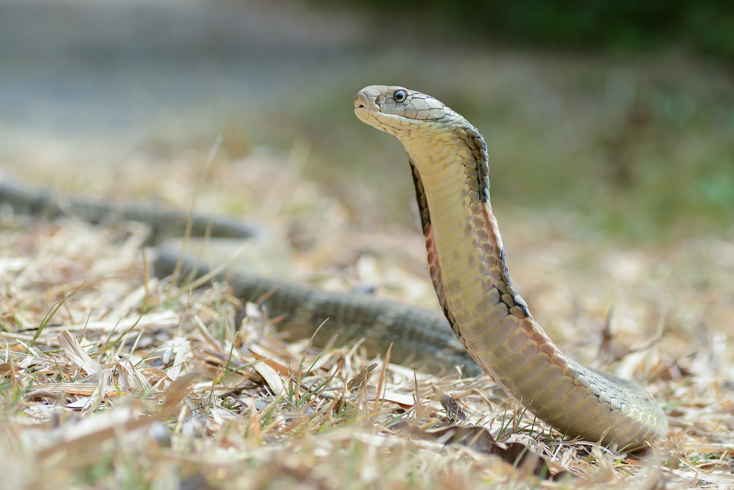 Ophiophagus.jpg (524 KB)