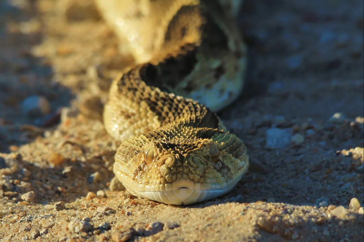 Puff adder.png (1.57 MB)