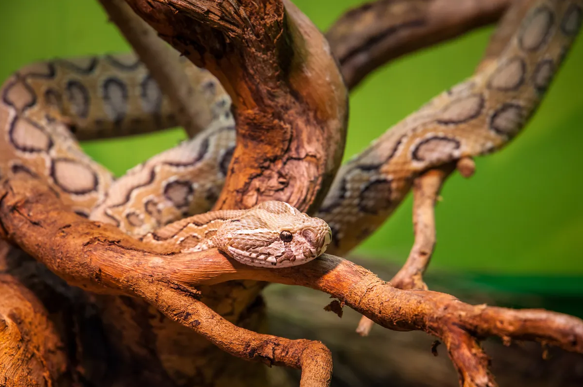 Russel’s viper.png (1.58 MB)