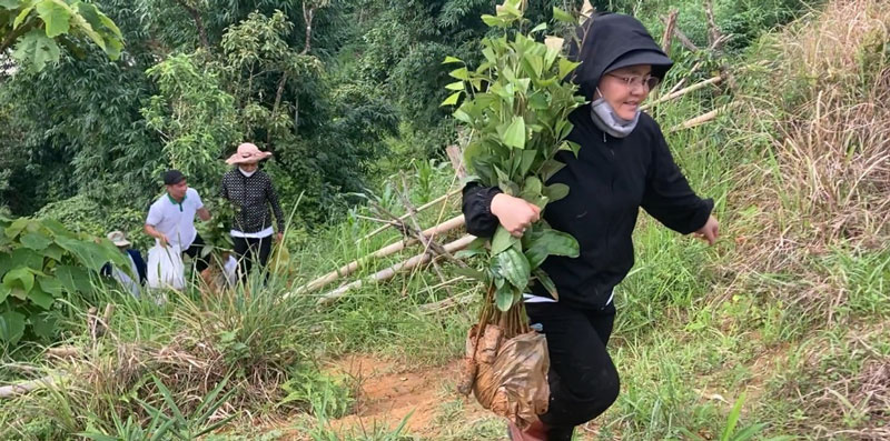 Caritas Bùi Chu hướng dẫn trồng quế cho bà con H’Mông