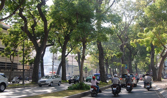 Sài Gòn lắng đọng những hàng cây