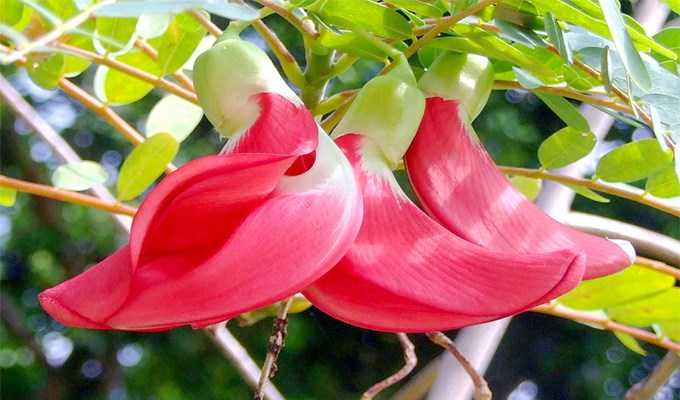 Món canh chua bông so đũa khó quên