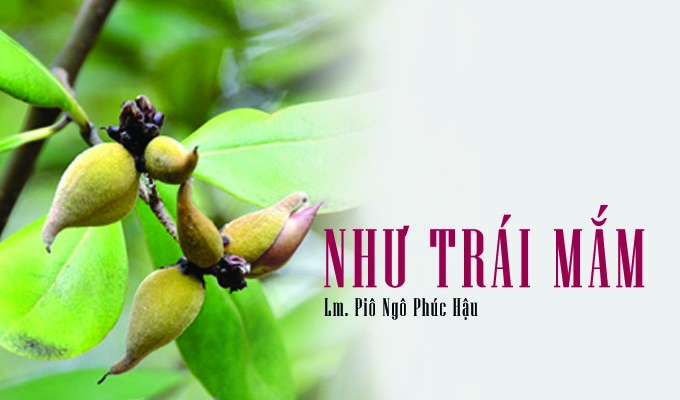 Lá thư ngỏ (3) gửi Simon - Phêrô