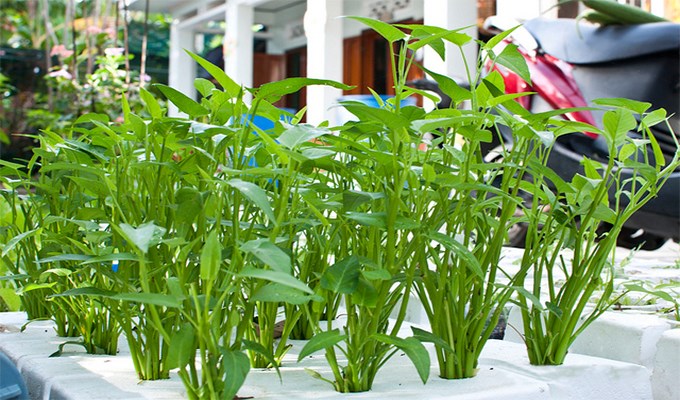 Xu hướng “thức ăn xanh” cho gia đình