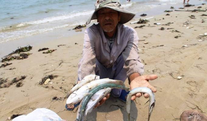 Thông báo của  Hội đồng Giám mục Việt Nam về tình trạng cá chết bất thường tại Miền Trung