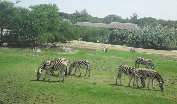 Vui chơi ở Safari World