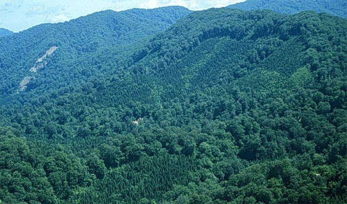 Quyết tâm giữ rừng