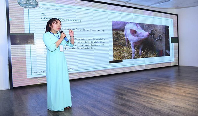 Dự án nuôi heo bằng trà xanh của cô sinh viên trẻ