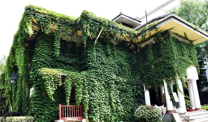 Cảnh điền viên nơi thành phố