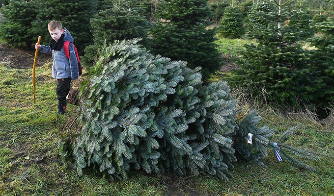 Những thông tin thú vị về cây thông Noel