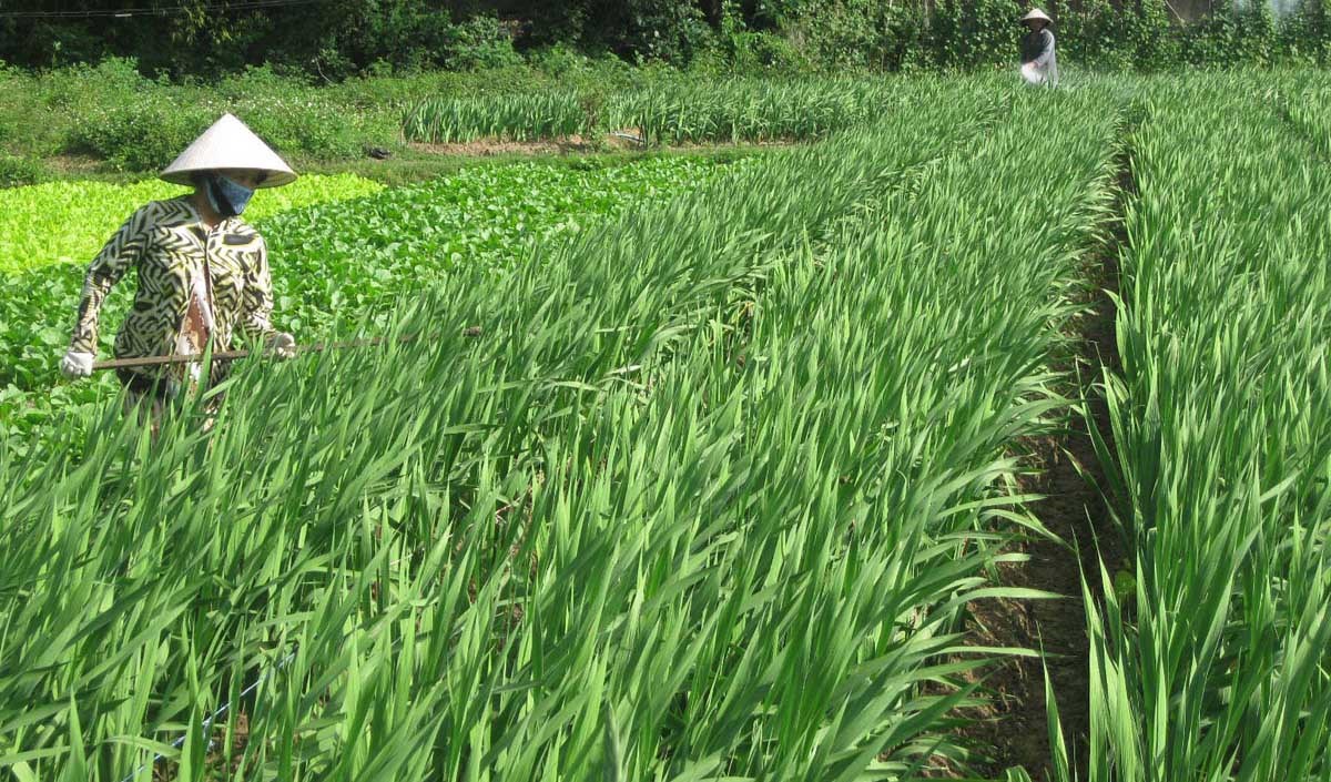 Những cánh ðồng hoa lay ơn bên dòng  sông Ba
