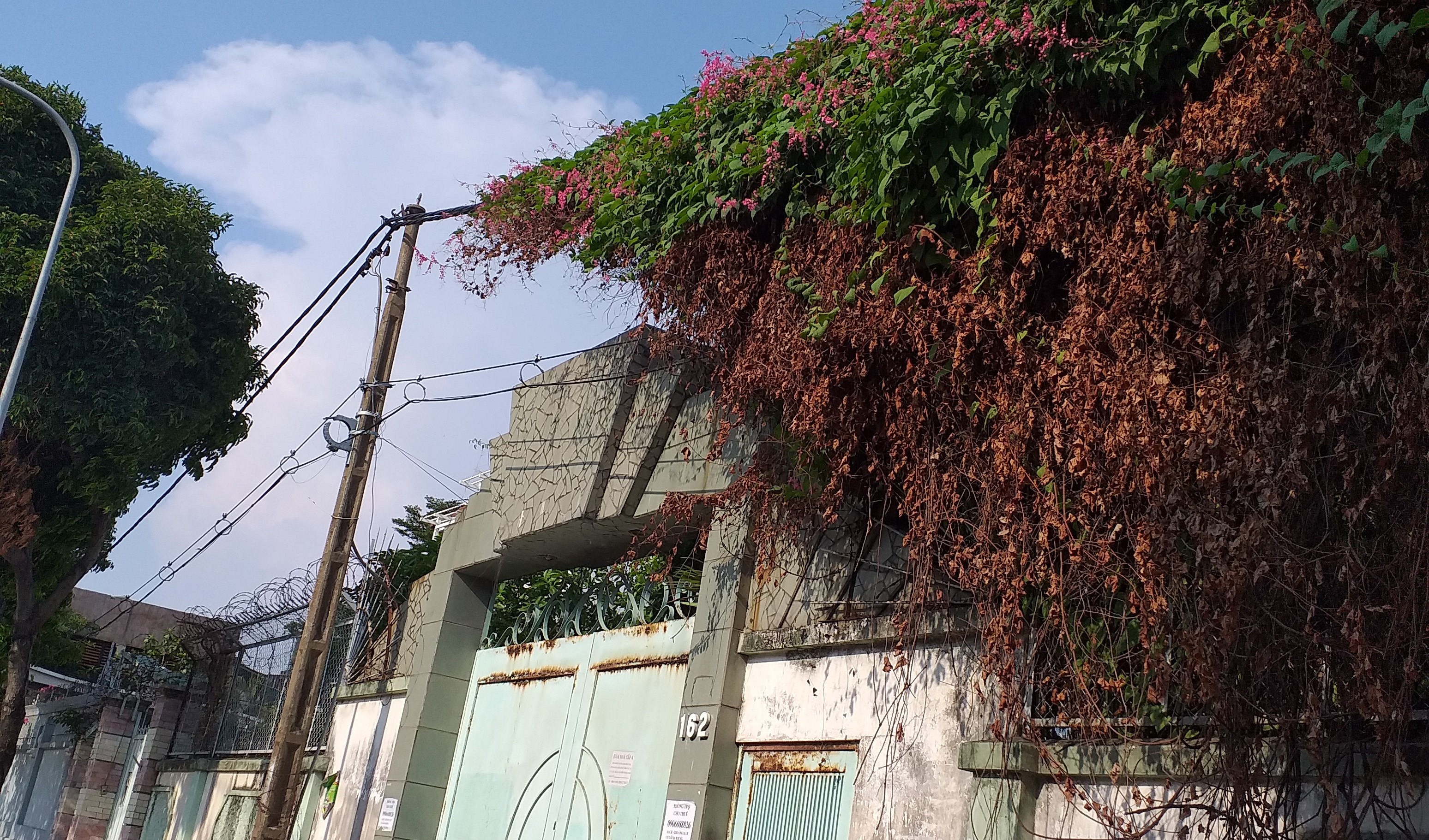 Dây leo trùm đường điện
