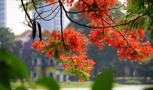 Mùa hè bất thường