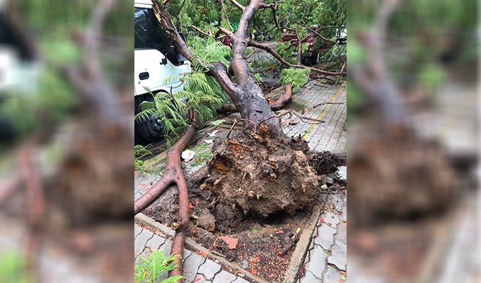 Bi kịch từ những gốc cây