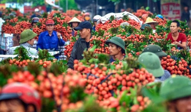Giải cứu không phải là giải pháp bền vững