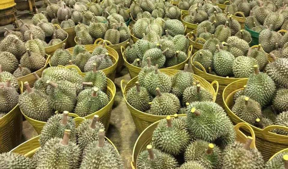 Ðắk Lắk Vùng đất đỏ tạo nên thương hiệu sầu riêng Việt