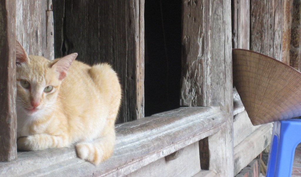Tản mạn mèo nhà