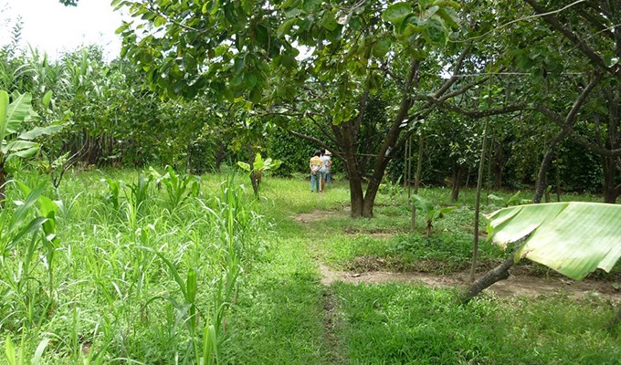 Mùi quê