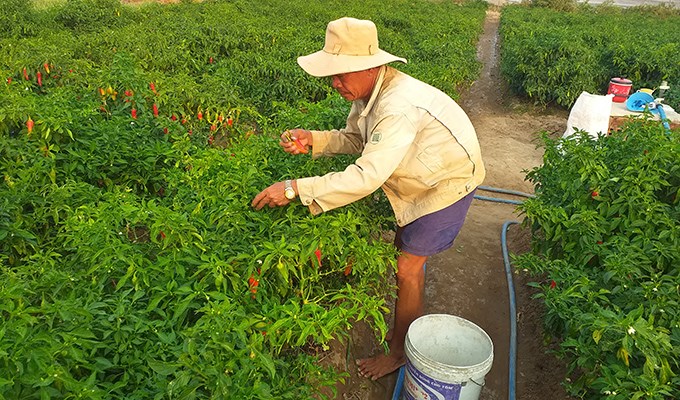 Mùa ớt “ngọt”  ở Vĩnh Châu