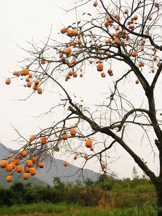 Những mùa hồng trong ký ức