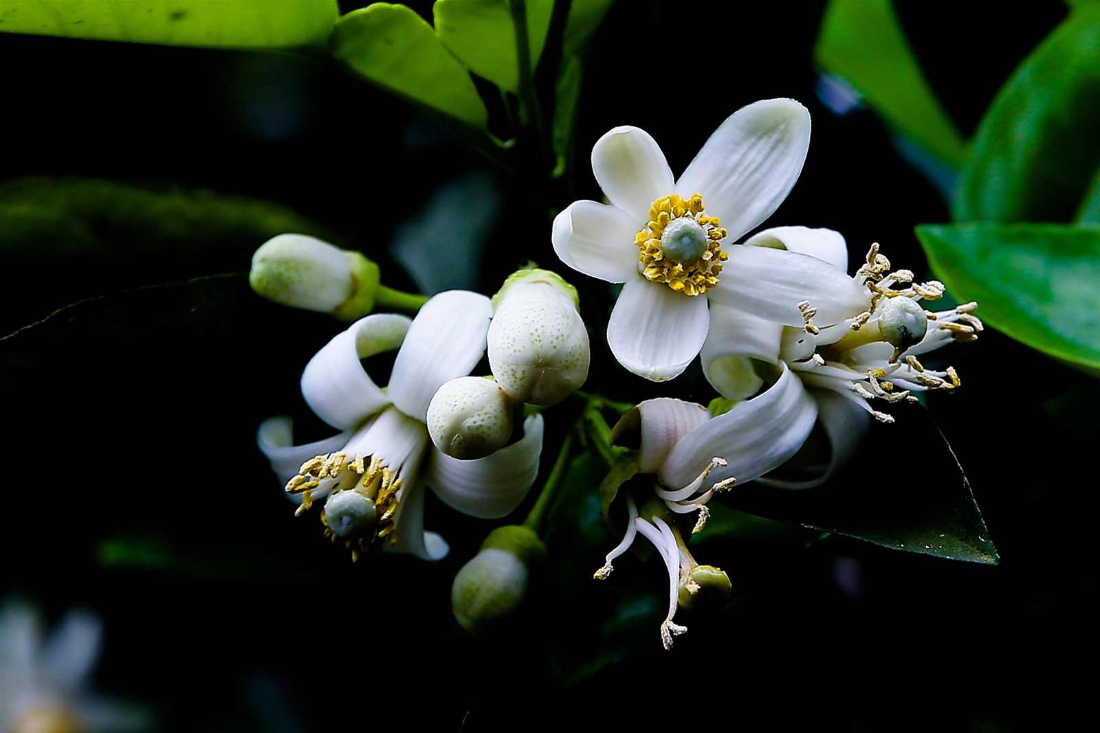 Hương gây mùi nhớ